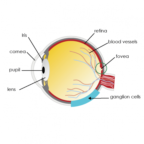 Ganglion Cellen V4 Eng Voor Web